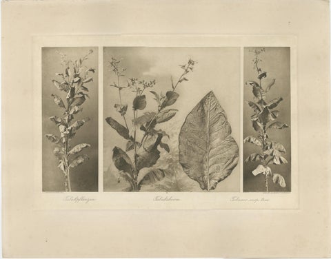 Set of 4 Tobacco Industry Photogravures, Sumatra’s O.K., C.J. Kleingrothe, 1910, view 4