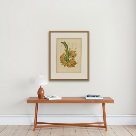 Antique Banana Botanical Chromolithograph by Hoola van Nooten, c. 1880, shown framed on a wall, true to size
