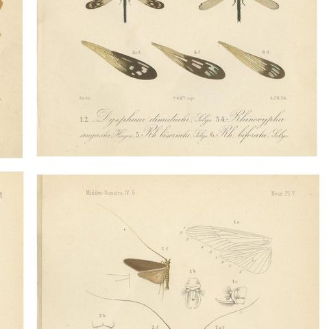 Set of 6 Antique 1887 Sumatra Dragonfly and Insect Lithographs, Fauna Studies, close-up 2