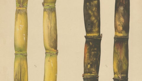 Antique Sugarcane Chromolithograph, Teboe Koening and Teboe Batoeng, Java 1892, close-up 2