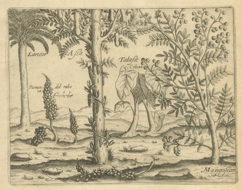 De Bry Botanical Engravings, Pineapple, Mango & Pepper Plants, c.1598, close-up 2