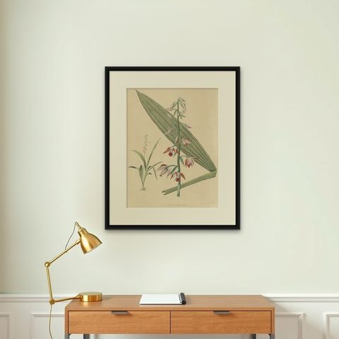 Large Masterpiece of Botanical Illustration from the Dutch East Indies, 1854, shown framed on a wall, true to size