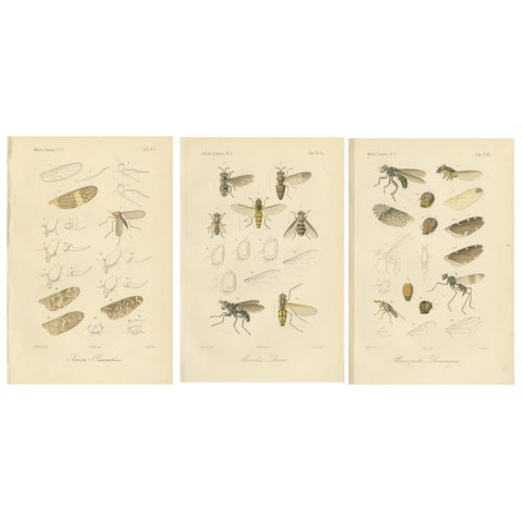 Set of 3 Antique Fly Prints, Sumatra Diptera Species c.1887