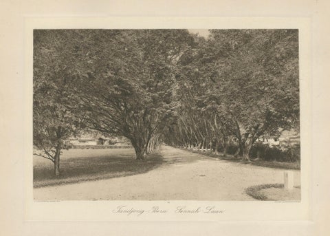 Avenue of Trees, Tandjong Poera, Sumatra, Kleingrothe, Dutch East Indies c1910, close-up 1
