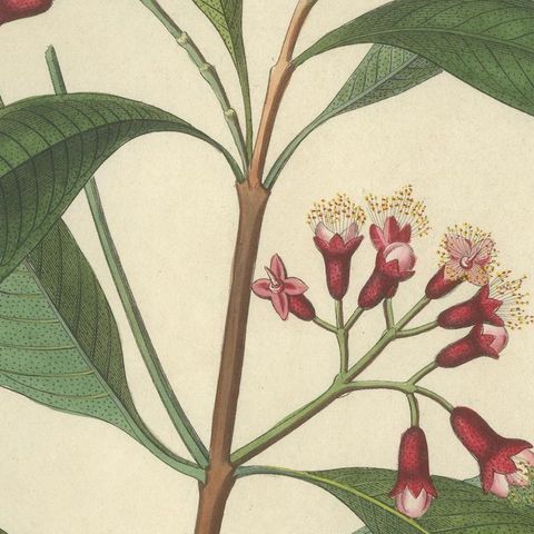 Antique Clove Botanical Print, Caryophyllus Aromaticus, Hand Colored, c.1831, close-up 5
