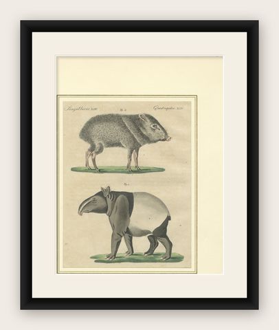 Antique Malayan Tapir & Collared Peccary Engraving, Bertuch, c.1815, shown framed