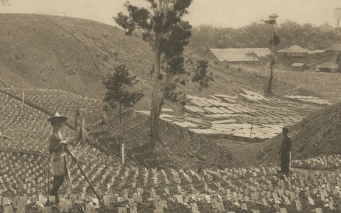 Young Tobacco Under Shade-Plants, Sungei Tatouk, C.J. Kleingrothe, ca. 1910, close-up 3