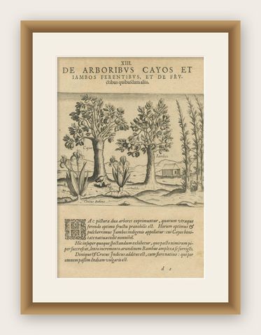Exotic Flora of the Indies: The Cajus and Jambos Trees Copper Engraved in 1601, shown framed