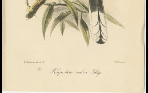 Antique Lithograph of White-throated Fantail by Keulemans, Sumatra c.1887, close-up 4