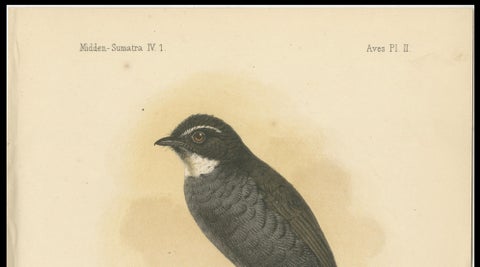Antique Lithograph of White-throated Fantail by Keulemans, Sumatra c.1887, close-up 3