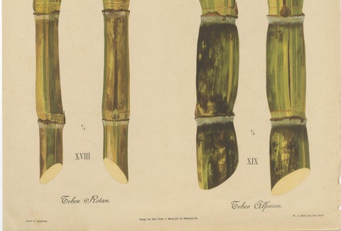 Antique Sugarcane Chromolithograph, Teboe Rotan and Teboe Alfoere, 1892, close-up 3