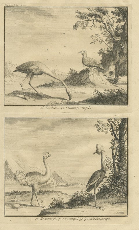 Antique Bird Print of Various Birds by Valentijn, 1726, view 2