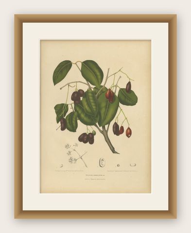 Antique Java Plum Botanical Chromolithograph by Hoola van Nooten, c. 1880, shown framed
