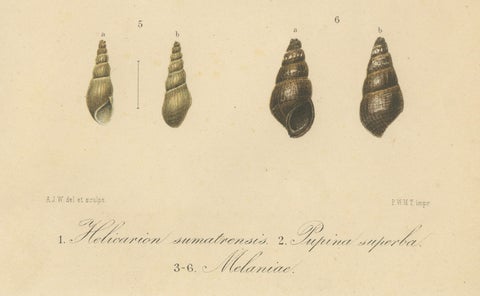 Antique Shell Print of Sumatran Snails, Helicarion, Pupina, Melania c.1887, close-up 3