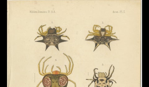Sumatra Gasteracantha Spiders, Antique Natural History Print c.1887, close-up 4