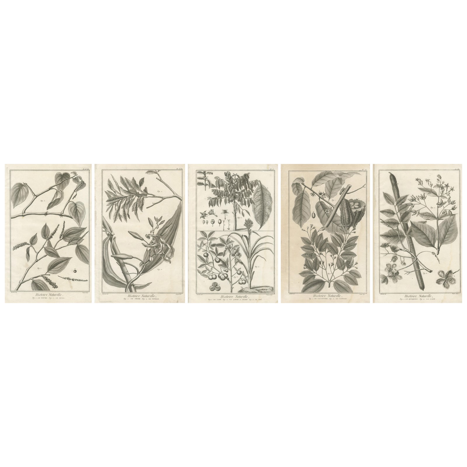 Set of Five Antique Engravings of Spices and Colonial Crops by Diderot, 1770
