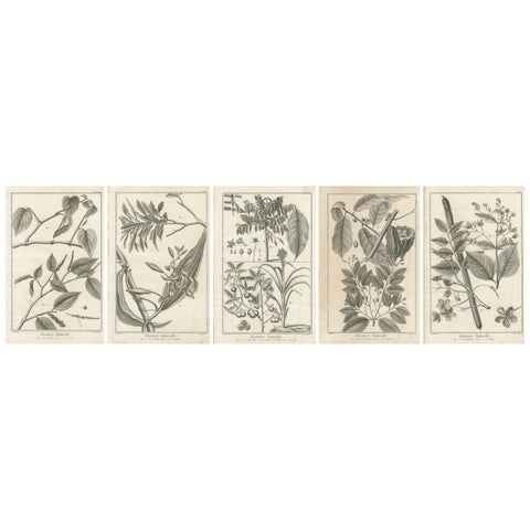 Set of Five Antique Engravings of Spices and Colonial Crops by Diderot, 1770