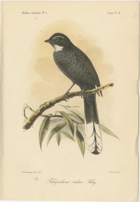 Antique Lithograph of White-throated Fantail by Keulemans, Sumatra c.1887, view 2