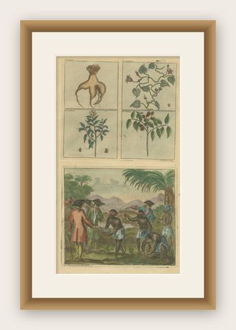 Colored Antique Print of Plants, Trees and Indonesian Natives with VOC Men, 1726, shown framed