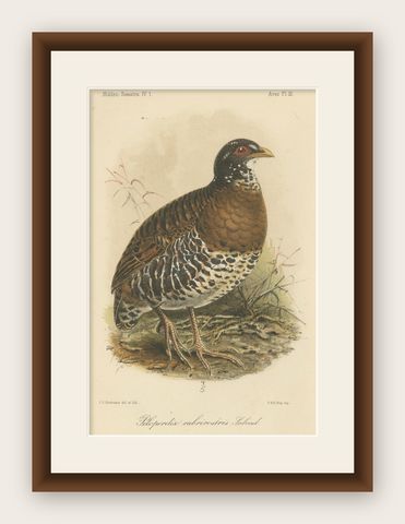 Antique Lithograph of Red-billed Hill Partridge by Keulemans, Sumatra c.1887, shown framed