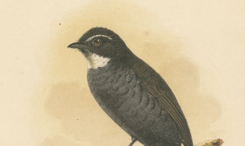 Antique Lithograph of White-throated Fantail by Keulemans, Sumatra c.1887, close-up 2