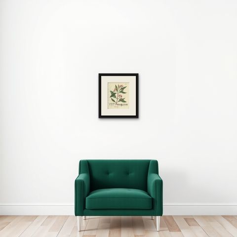 Antique Clove Botanical Print, Caryophyllus Aromaticus, Hand Colored, c.1831, shown framed on a wall, true to size