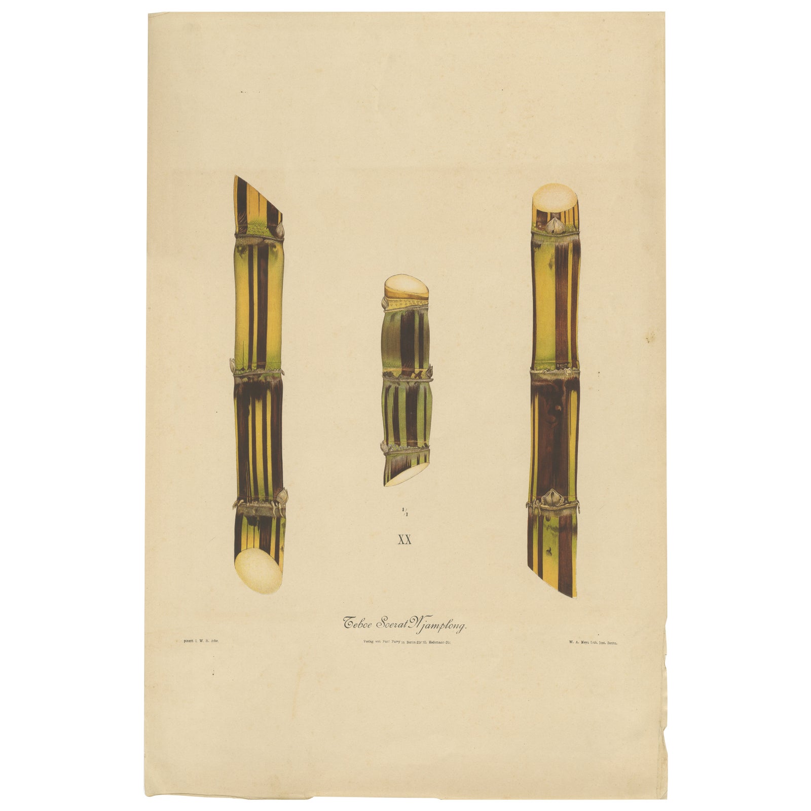 Antique Sugarcane Chromolithograph, Teboe Soerat Njaplong, Java 1892