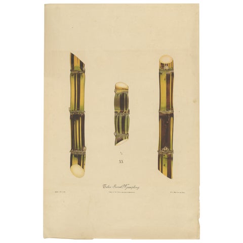 Antique Sugarcane Chromolithograph, Teboe Soerat Njaplong, Java 1892