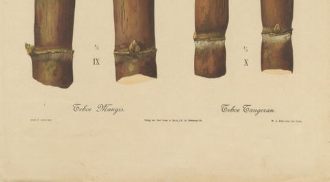 Antique Sugarcane Chromolithograph, Teboe Mangis and Teboe Tangeran, 1892, close-up 3