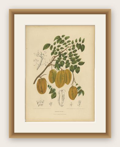 Antique Star Fruit Botanical Chromolithograph by Hoola van Nooten, c. 1880, shown framed