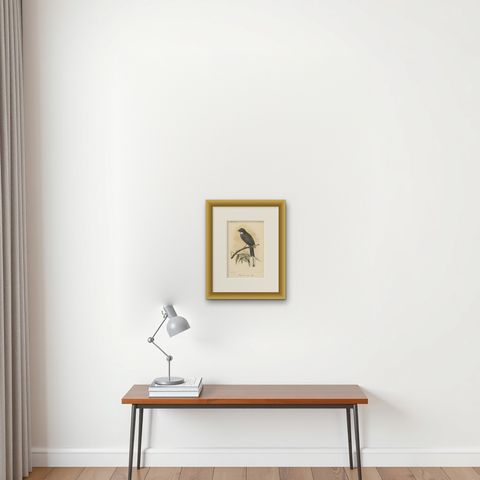 Antique Lithograph of White-throated Fantail by Keulemans, Sumatra c.1887, shown framed on a wall, true to size
