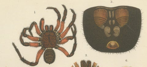 Antique Print of Sumatran Spiders, Mygalomorphs & Jumping Spiders, c.1887, close-up 2