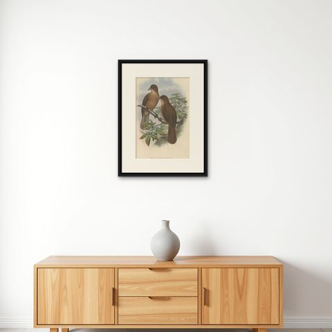 Antique Bird Print of the White-Billed Wood-Shrike of Papua by Gould, ca.1880, shown framed on a wall, true to size