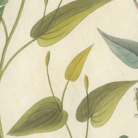 Antique Long & Cubeb Pepper Botanical Print, Piper Species, c.1831, close-up 5