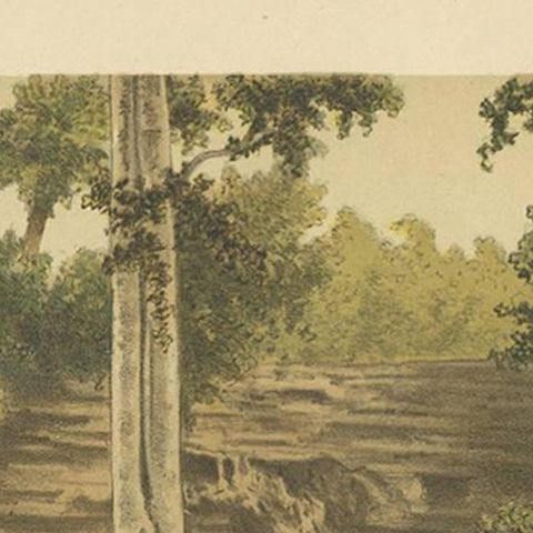 Antique Print of the Djati Forest by M.T.H. Perelaer, 1888, close-up 1
