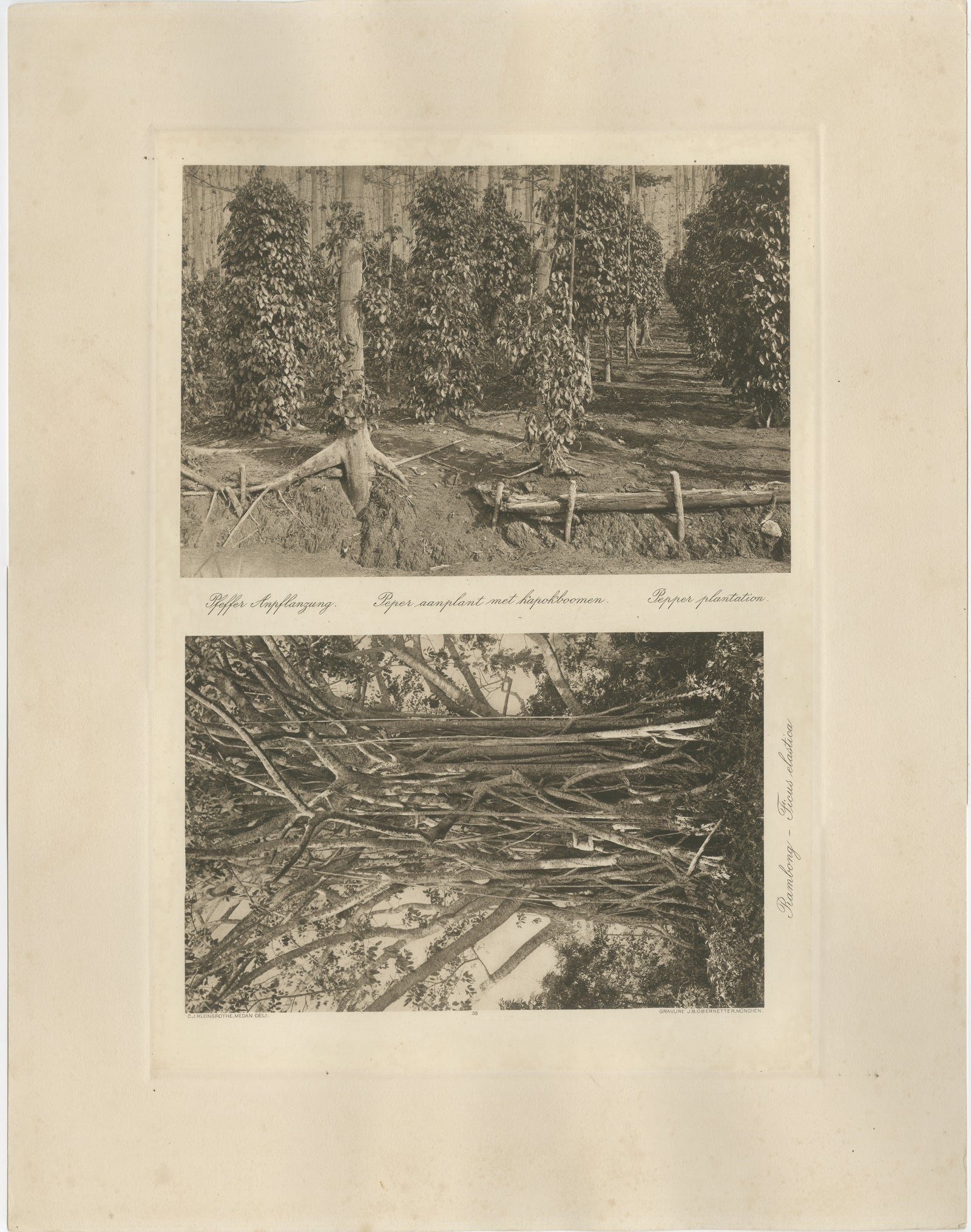 Pepper Plantation & Timber, Sumatra, Antique Kleingrothe Photogravure c.1900