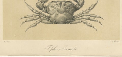 Antique Scientific Print of Lacraud’s Freshwater Crab, Sumatra, 1887, close-up 5