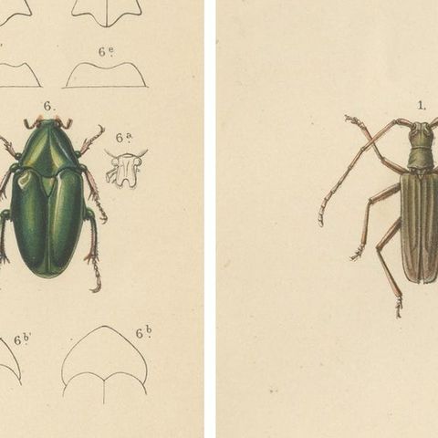 Set of 2 Antique Beetle Prints, Scarab, Ground & Longhorn Beetles, Sumatra 1887, close-up 4