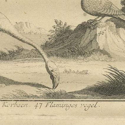 Antique Bird Print of Various Birds by Valentijn, 1726, close-up 1