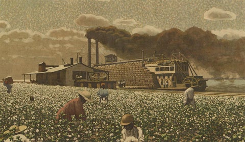Antique Print 'Schoolplate' of a Cotton Field by F.E. Wachsmuth, circa 1900, view 2