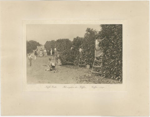 Coffee Fermentation Sheds and Harvest, Padang Roetan, Sumatra, c.1910, view 4