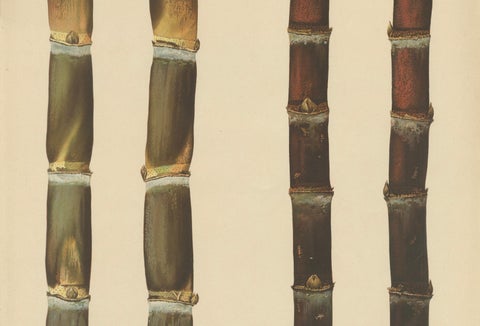 Antique Sugarcane Chromolithograph, Teboe Rapooh and Teboe Merah, 1892, close-up 2