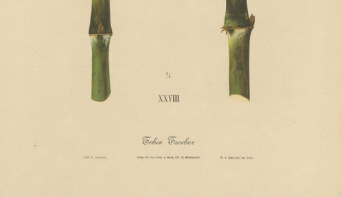 Antique Sugarcane Chromolithograph, Teboe Troeboe, Java 1892, close-up 4