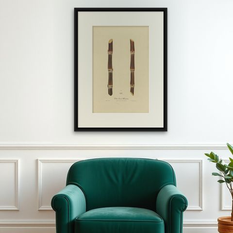 Antique Sugarcane Chromolithograph, Teboe Soerat Mauritius, Java 1892, shown framed on a wall, true to size