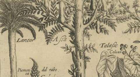 Verdant Wonders: Exotic Trees and Spices of India in De Bry's 1601 Illustration, close-up 5
