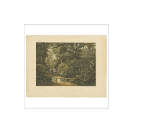 Antique Print of a Forest and Elephants in Indonesia by M.T.H. Perelaer, 1888, view 2