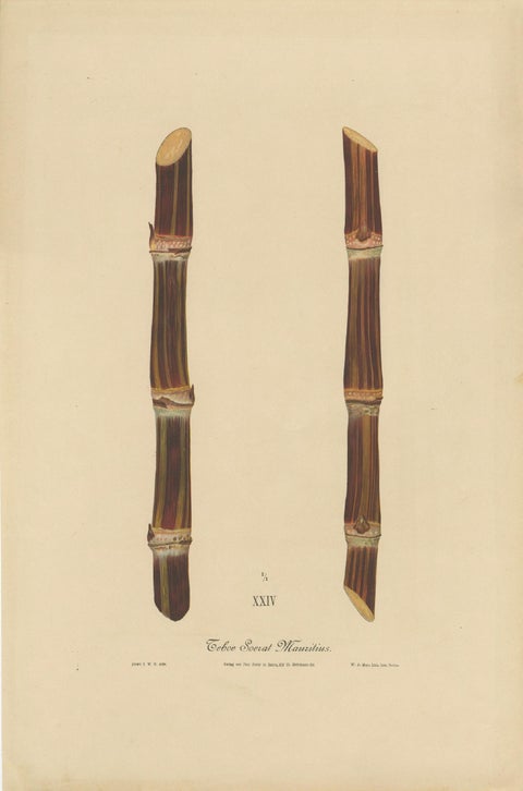 Antique Sugarcane Chromolithograph, Teboe Soerat Mauritius, Java 1892, close-up 1