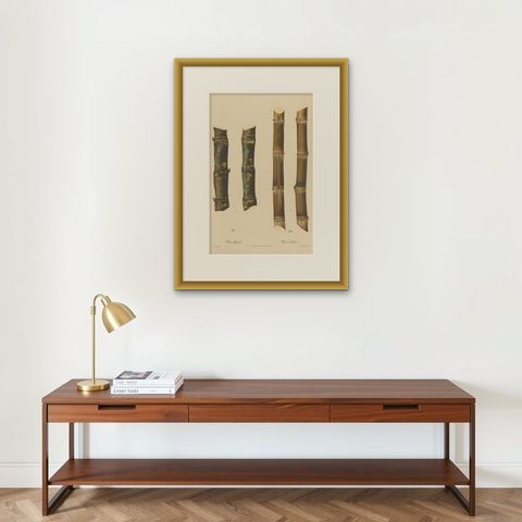 Antique Sugarcane Chromolithograph, Teboe Gadjah and Teboe Boethers, 1892, shown framed on a wall, true to size