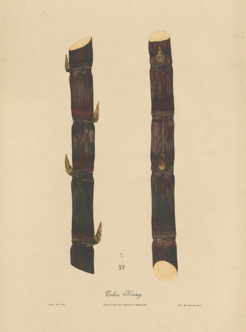 Antique Sugarcane Chromolithograph, Teboe Keong, Java 1892, close-up 1