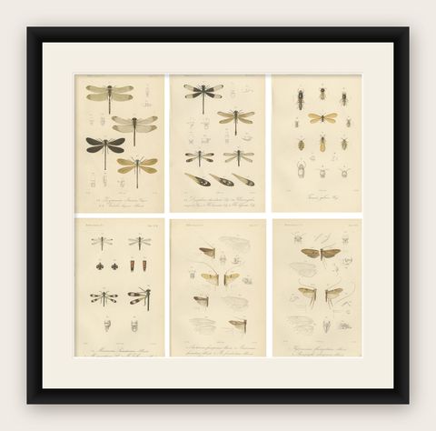 Set of 6 Antique 1887 Sumatra Dragonfly and Insect Lithographs, Fauna Studies, shown framed